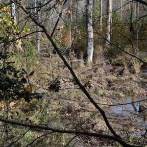 Photo of SOLD!  70 Acres of Hunting Land for Sale in Southampton County, VA