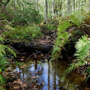 Photo of REDUCED!  193 Acres of Hunting and Recreational Land For Sale in Bedford County VA!