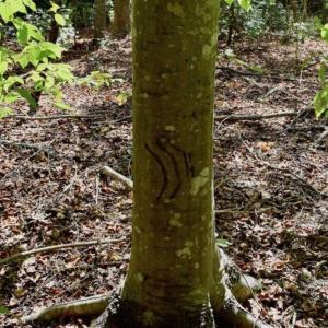Photo of REDUCED!  193 Acres of Hunting and Recreational Land For Sale in Bedford County VA!