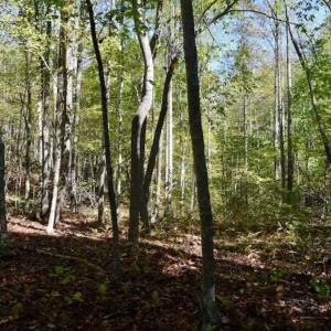 Photo of REDUCED!  193 Acres of Hunting and Recreational Land For Sale in Bedford County VA!