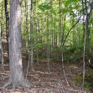 Photo of REDUCED!  193 Acres of Hunting and Recreational Land For Sale in Bedford County VA!