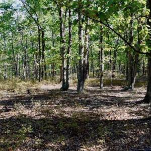 Photo of REDUCED!  193 Acres of Hunting and Recreational Land For Sale in Bedford County VA!