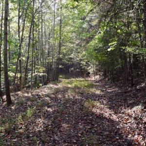 Photo of REDUCED!  193 Acres of Hunting and Recreational Land For Sale in Bedford County VA!