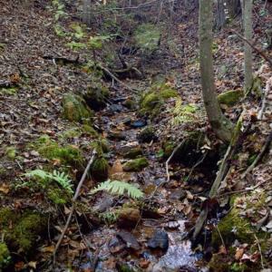 Photo of REDUCED!  193 Acres of Hunting and Recreational Land For Sale in Bedford County VA!