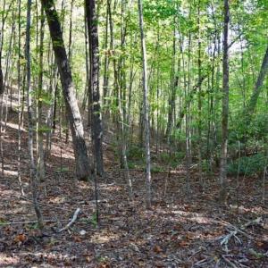 Photo of REDUCED!  193 Acres of Hunting and Recreational Land For Sale in Bedford County VA!