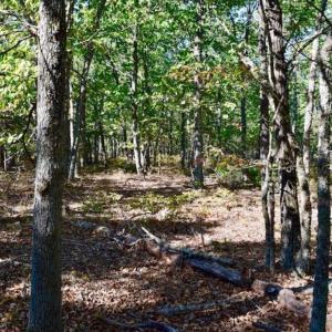 Photo of REDUCED!  193 Acres of Hunting and Recreational Land For Sale in Bedford County VA!