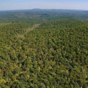 Photo of REDUCED!  193 Acres of Hunting and Recreational Land For Sale in Bedford County VA!