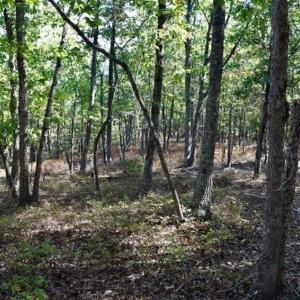Photo of REDUCED!  193 Acres of Hunting and Recreational Land For Sale in Bedford County VA!