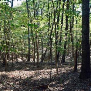 Photo of REDUCED!  193 Acres of Hunting and Recreational Land For Sale in Bedford County VA!