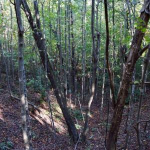 Photo of REDUCED!  193 Acres of Hunting and Recreational Land For Sale in Bedford County VA!