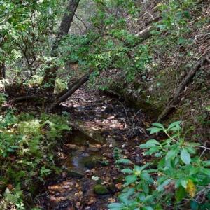 Photo of REDUCED!  193 Acres of Hunting and Recreational Land For Sale in Bedford County VA!