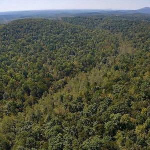 Photo of REDUCED!  193 Acres of Hunting and Recreational Land For Sale in Bedford County VA!