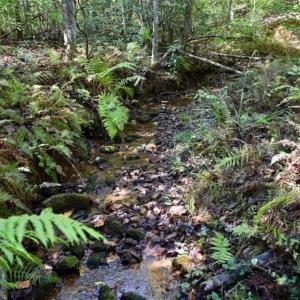 Photo of REDUCED!  193 Acres of Hunting and Recreational Land For Sale in Bedford County VA!