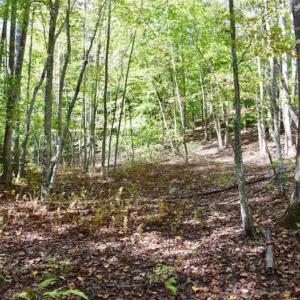 Photo of REDUCED!  193 Acres of Hunting and Recreational Land For Sale in Bedford County VA!