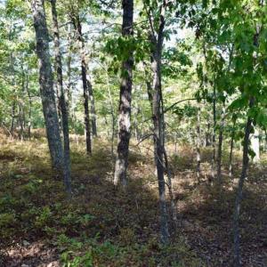 Photo of REDUCED!  193 Acres of Hunting and Recreational Land For Sale in Bedford County VA!