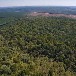Photo of REDUCED!  193 Acres of Hunting and Recreational Land For Sale in Bedford County VA!