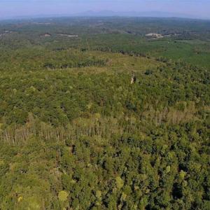 Photo of REDUCED!  193 Acres of Hunting and Recreational Land For Sale in Bedford County VA!