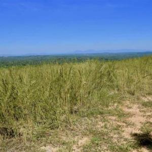Photo of REDUCED!  193 Acres of Hunting and Recreational Land For Sale in Bedford County VA!