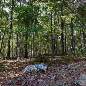 Photo of REDUCED!  193 Acres of Hunting and Recreational Land For Sale in Bedford County VA!