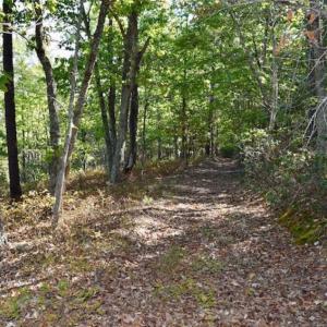 Photo of REDUCED!  193 Acres of Hunting and Recreational Land For Sale in Bedford County VA!