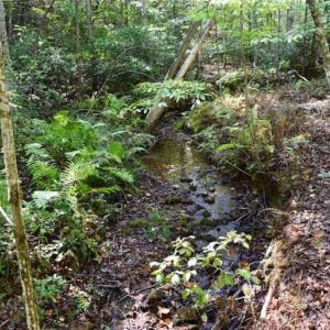 Photo of REDUCED!  193 Acres of Hunting and Recreational Land For Sale in Bedford County VA!