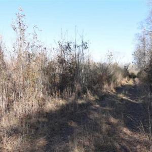 Photo of 93 Acres of Commercial Development and Hunting Land For Sale in Pitt County NC!