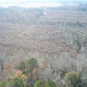 Photo of 93 Acres of Commercial Development and Hunting Land For Sale in Pitt County NC!
