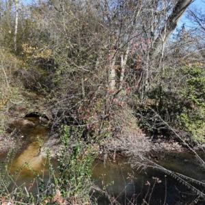 Photo of 93 Acres of Commercial Development and Hunting Land For Sale in Pitt County NC!