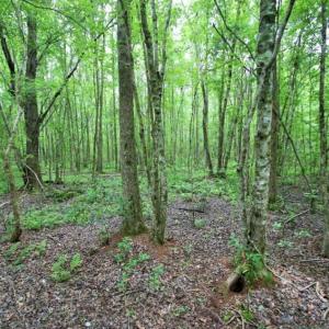 Photo of UNDER CONTRACT!!  117 Acres of Hunting and Timber Land with Cabin and Pond For Sale in Jones County!