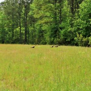 Photo of UNDER CONTRACT!!  117 Acres of Hunting and Timber Land with Cabin and Pond For Sale in Jones County!