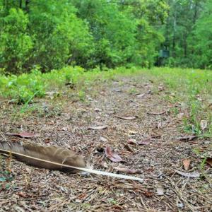 Photo of UNDER CONTRACT!!  117 Acres of Hunting and Timber Land with Cabin and Pond For Sale in Jones County!