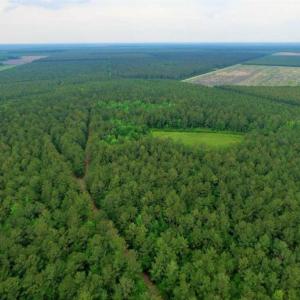 Photo of UNDER CONTRACT!!  117 Acres of Hunting and Timber Land with Cabin and Pond For Sale in Jones County!