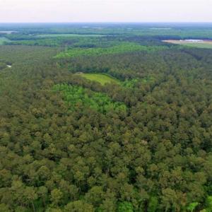 Photo of UNDER CONTRACT!!  117 Acres of Hunting and Timber Land with Cabin and Pond For Sale in Jones County!