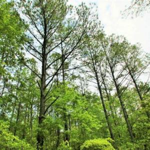 Photo of UNDER CONTRACT!!  117 Acres of Hunting and Timber Land with Cabin and Pond For Sale in Jones County!