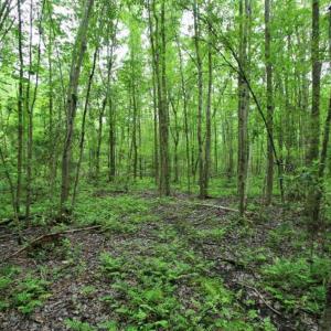Photo of UNDER CONTRACT!!  117 Acres of Hunting and Timber Land with Cabin and Pond For Sale in Jones County!