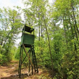 Photo of UNDER CONTRACT!!  117 Acres of Hunting and Timber Land with Cabin and Pond For Sale in Jones County!
