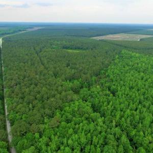 Photo of UNDER CONTRACT!!  117 Acres of Hunting and Timber Land with Cabin and Pond For Sale in Jones County!