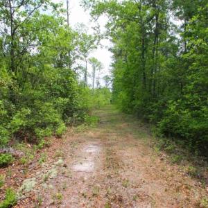 Photo of UNDER CONTRACT!!  117 Acres of Hunting and Timber Land with Cabin and Pond For Sale in Jones County!