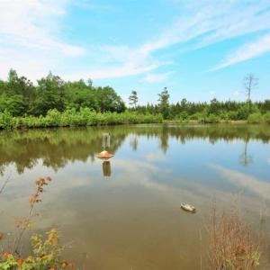 Photo of UNDER CONTRACT!!  117 Acres of Hunting and Timber Land with Cabin and Pond For Sale in Jones County!