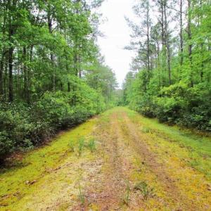 Photo of UNDER CONTRACT!!  117 Acres of Hunting and Timber Land with Cabin and Pond For Sale in Jones County!