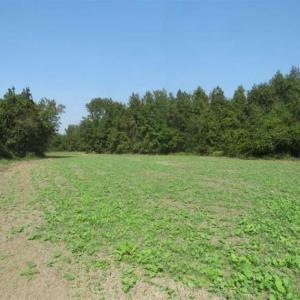 Photo of SOLD!!  174 Acres of Hunting Land For Sale in Dillon County SC!