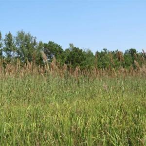 Photo of SOLD!!  174 Acres of Hunting Land For Sale in Dillon County SC!