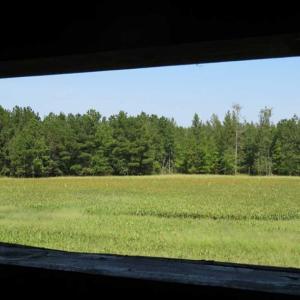 Photo of SOLD!!  174 Acres of Hunting Land For Sale in Dillon County SC!