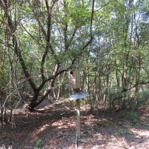 Photo of SOLD!!  174 Acres of Hunting Land For Sale in Dillon County SC!