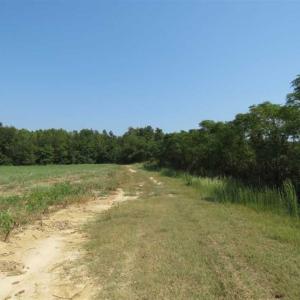 Photo of SOLD!!  174 Acres of Hunting Land For Sale in Dillon County SC!