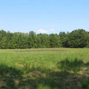 Photo of SOLD!!  174 Acres of Hunting Land For Sale in Dillon County SC!