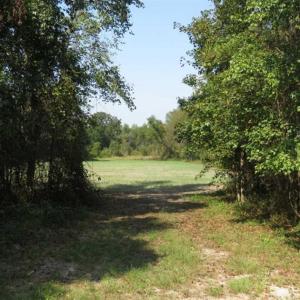 Photo of SOLD!!  174 Acres of Hunting Land For Sale in Dillon County SC!