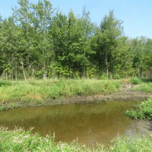 Photo of SOLD!!  174 Acres of Hunting Land For Sale in Dillon County SC!