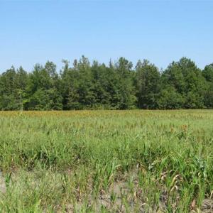 Photo of SOLD!!  174 Acres of Hunting Land For Sale in Dillon County SC!