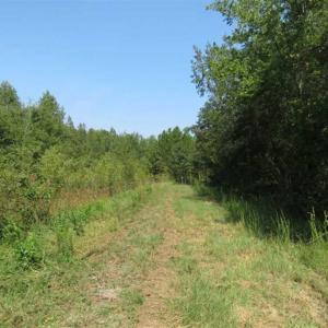 Photo of SOLD!!  174 Acres of Hunting Land For Sale in Dillon County SC!